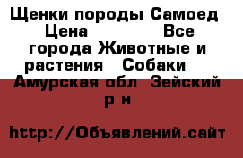 Щенки породы Самоед › Цена ­ 20 000 - Все города Животные и растения » Собаки   . Амурская обл.,Зейский р-н